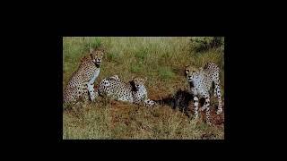 I Cheetah for sale Cheetahs Sale 0730879885