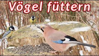 Vögel füttern - Winterfütterung von Vögeln