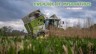 ENSILAGE de MISCANTHUS avec ENSILEUSE CAISSON (eta corbineau) !