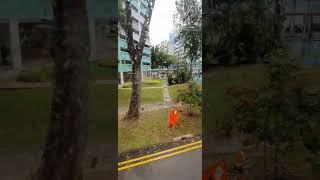 More trees soon to be axed along Serangoon Ave 2