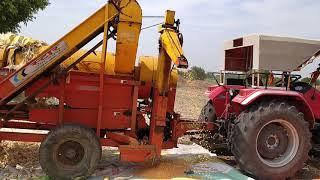 Corn Harvesting in India #indianfarming #Desifarming #asiancorncultivation