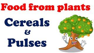 Food from Plants - Cereals and Pulses