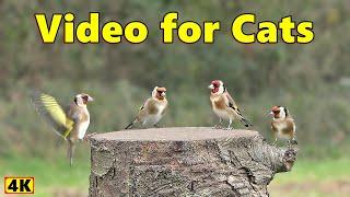 Cat TV ~ Birds for Cats to Watch 4K Spectacular ~ Birds of The UK ⭐ 8 HOURS ⭐