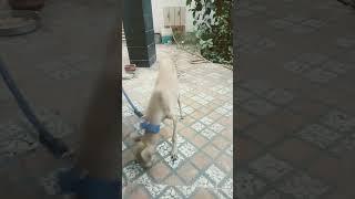 6 month girls chippiparai   dogs #dog #animals Funny