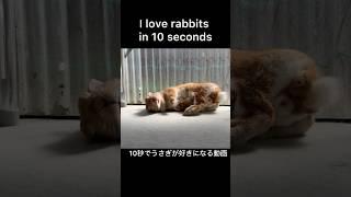 10秒でうさぎ好き I love rabbits in 10 seconds #bunny #rabbit #cute