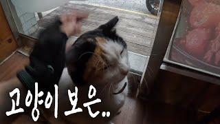 [일상 vlog] 고양이 돌보는 사람