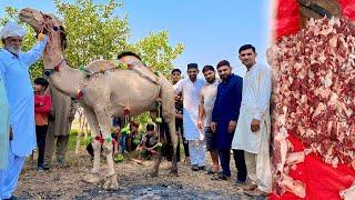 Camel Qurbani | Nawab Allah ki Rah mein Qurban Hogea  