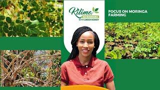 Focus On Moringa Farming | Kilimo na Biashara