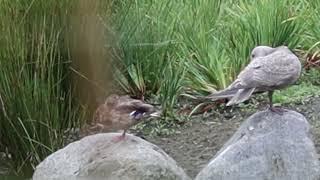 This gray gull likes female ducks