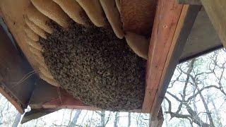 Honey bee removal and relocation