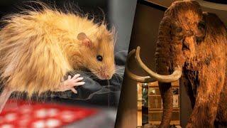 Could These Woolly Mice Bring Back the Woolly Mammoth?