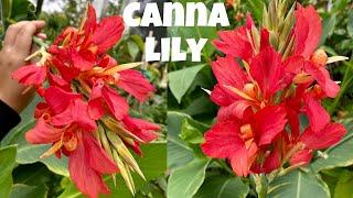 CANNA LILY: All you need to know