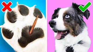 Robby Tries 24 GENIUS HACKS FOR SMART PET OWNERS by 5-MinuteCrafts