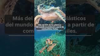 El impacto de los plásticos en los océanos #oceanos  #sinplastico #consumoresponsable #plasticfree