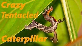 Crazy Tentacled Caterpillar in Tambopata, Peru