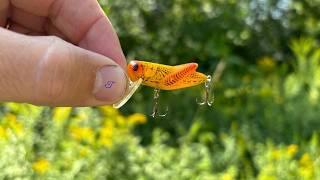 Grasshopper Fishing Lure INHALED BY MONSTER SMALLMOUTH