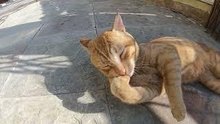 Homeless cat in Ras Al Khaimah, UAE: ED SHEERAN #cat #cats #EdSheeran #emirates #pet #ae #UAE #pets