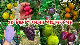 ফল সহ ২০টি বিদেশি ফলের গাছ যা আমাদের আবহাওয়াতে খুব ভালো হবে | ফলের গাছ