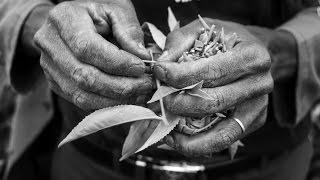 Hand Rolling Tea in Western Kenya