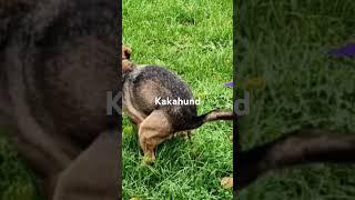 Kakahund