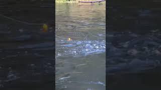 First cast BOBBER DOWN (Big Fish)