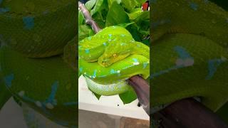 Sorong locality Green Tree Python by The Trap Exotics on MorphMarket. What’s your favorite GTP? 