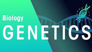 Genetics & Cell Division Keyword Definitions | Genetics | Biology | FuseSchool