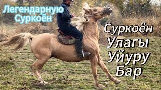 Суркоён улагы уйуру жооп Баардык далили менен