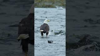 Eagles feast in River