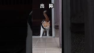 元野良猫の散歩がカッコよすぎる！ #元野良猫チャチャ #ネコ #ねこ #猫武将 #猫 #cat #チャチャ