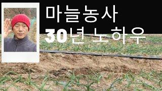 마늘농사 30년 노하우