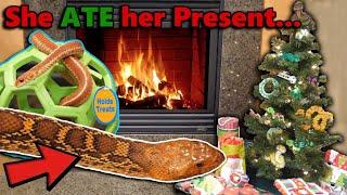 Our Reptiles Open their Christmas Gifts!