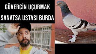 İmkansız DEDİLER  2 bina arasına zor alana 3 yaşında uçan seferli Güvercin BURAM BURAM EMEK VAR