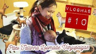 VLOGMAS #10: KAKSSADA VIISKÜMMEND KASSI?!