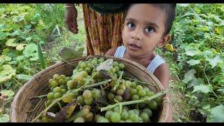 শ্বশুর বাড়িতে গাছের আঙ্গুর পাঠিয়ে দিলাম | Doyel Agro