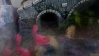 Venomous snake collection