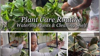 Plant Care Routine | JerseyWifeJerseyLife