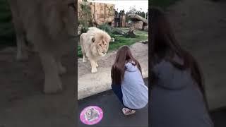 Lion and girl #shorts AnimalTube - World of animals