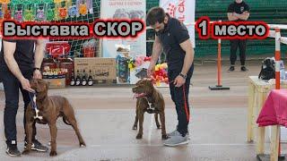 Вставка СКОР в Краснодаре питбуль Муса и Багира!!