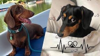 Funniest Dachshund video, Adventure of dachshund dog,  Things dachshund lovers love to see