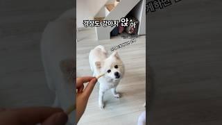 사랑스러운보리#경상도#사투리#강아지#스피치#앉아#간식