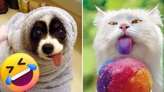 The Ultimate Funny Cats and Dogs Compilation! | Petopia TV