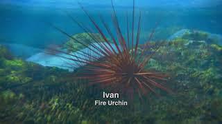 Surf’s Up (2007) - Ivan the Fire Urchin