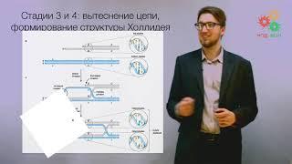 Перестройки генома. Гомологичная рекомбинация ДНК (без музыки)