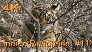 Indien Rundreise Doku #11, Ranthambore mit Tiger in 4K Ultra Hd Teil 11 von 15