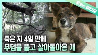 교통사고 후 숨이 멎어 땅에 묻었던 개가 살아 돌아왔다? 기적 같은 반려견 환생 스토리 ┃A Dead Dog Came Alive From the Grave...??