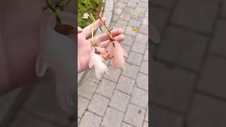 오리  통닭 만들기