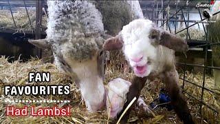 Fan Favourite Sheep Had TRIPLETS—Then Her Daughter Lambed Too!