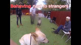 White German Shepherd aggression training at Royvon