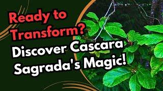 Cascara Sagrada Spiritual and Medicinal Meaning